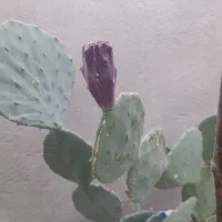 کاکتوس|گل و گیاه طبیعی|قم, ولیعصر|دیوار