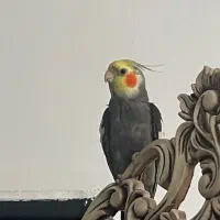 عروس هلندی