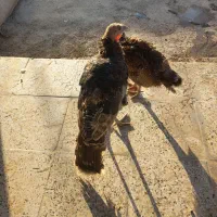 نیمچه بوقلمون یلدایی|حیوانات مزرعه|خرم‌آباد, |دیوار