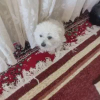 سگ پاکوتاه