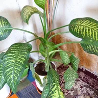 گل های خونگی مقاوم
