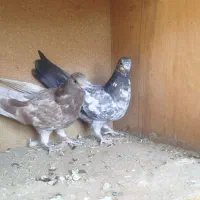 کبوتر دسپرقوچی|پرنده|اصفهان, گورت|دیوار