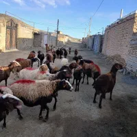 فروش میش تخمی