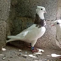 کفتر|پرنده|گله دار, |دیوار