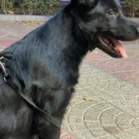 سگ ژرمن بلک