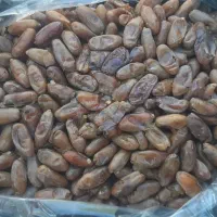 خرما شاهانی خفر