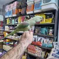 جوجه شاه طوطی نر تازه طوق انداخته