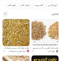 بذرجودیموگندم آبی ودیم گواهی شده دولتی|گل و گیاه طبیعی|صحنه, |دیوار