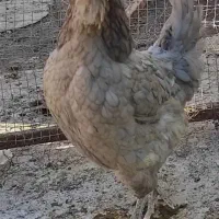 تخم مرغ گلین|حیوانات مزرعه|قزوین, |دیوار