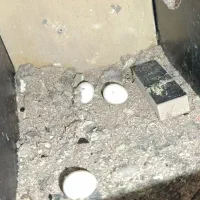 عروس هلندی نر ماده و ماده تک|پرنده|مشهد, شهید معقول|دیوار