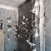 به خاطر مشکل مالی میخوام کبوتر هارو بفروشم|پرنده|گلمکان, |دیوار