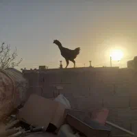 خروس و جوجه خروس|حیوانات مزرعه|زابل, |دیوار