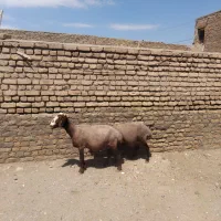 میش دندون دار تخمی ابستن عروس