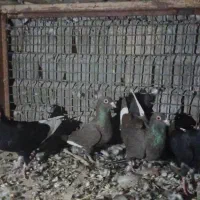 کبوترقره شاخ دارو رنگی|پرنده|سپیدان, |دیوار