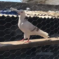 کبوتر گمشده