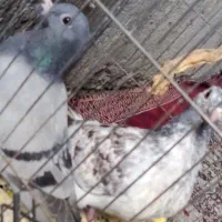 گفتر|پرنده|ایرانشهر, |دیوار