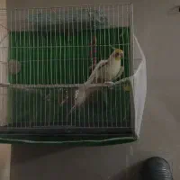 عروس هلندی نر فوق دستی سخنگو