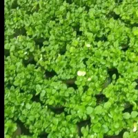 ماهی قرمز  وسبزه