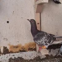 هفرنگ خطی|پرنده|محمدیه-قزوین, |دیوار