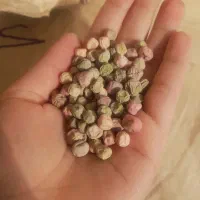 بذرنخودفرنگی ولفو هلند ۴۰کیلو|گل و گیاه طبیعی|فاضل آباد, |دیوار