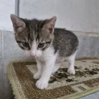گربه|گربه|بندر انزلی, باغ زمانی|دیوار