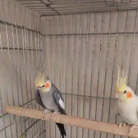 جفت عروس هلندی