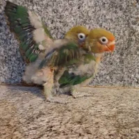 جوجه سرلاکی طوطی برزیلی سبز کله قرمز|پرنده|شیراز, شهرک سعدی|دیوار