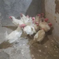 فروش خروس ومرغ