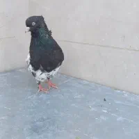 کبوتر|پرنده|اصفهان, ابر|دیوار