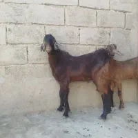 دوعددکهره|حیوانات مزرعه|زابل, |دیوار