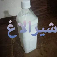 شیرالاغ موجوداست