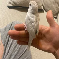 مرغ عشق|پرنده|فولادشهر, A2|دیوار