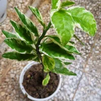 گل طبیعی|گل و گیاه طبیعی|رشت, حمیدیان|دیوار