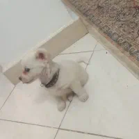 توله اشپیتز ۳ماه با ادب