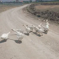 قوغازدورگه