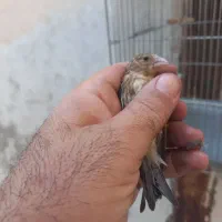 سیره قناری