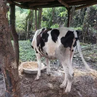 گاو لیشه دورگ هلشتاین|حیوانات مزرعه|سیاهکل, |دیوار