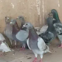 دوازده کبوتر پلاکی