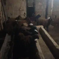فروش گوسفند ماده ۳۳ کیلویی