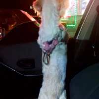 سگ شیتسو