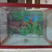 فروش آکواریوم سالم|ماهی|شاندیز, |دیوار