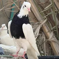 کبوتر طوقی