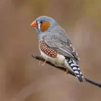 پرنده گم شده / پیدا شده