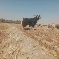 کهره نروپازن