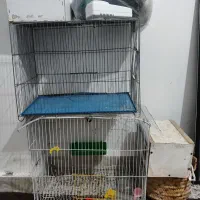 قفس.جفت کن کفتر و عروس هلندی