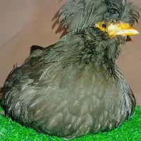 تعدادی جوجه سلطان عثمانی