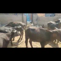 عرضه گوساله گاومیش اهوازی. گاو|حیوانات مزرعه|شیراز, رحمت‌آباد|دیوار