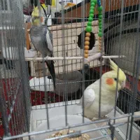عروس هلندی