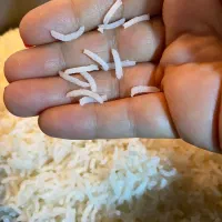 برنج طارم هاشمی کیلویی ۲۸۹|خوردنی و آشامیدنی|بابل, |دیوار