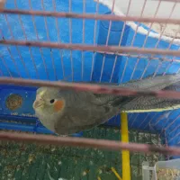 عروس هلندی سالم خونگی ماده|پرنده|شبانکاره, |دیوار